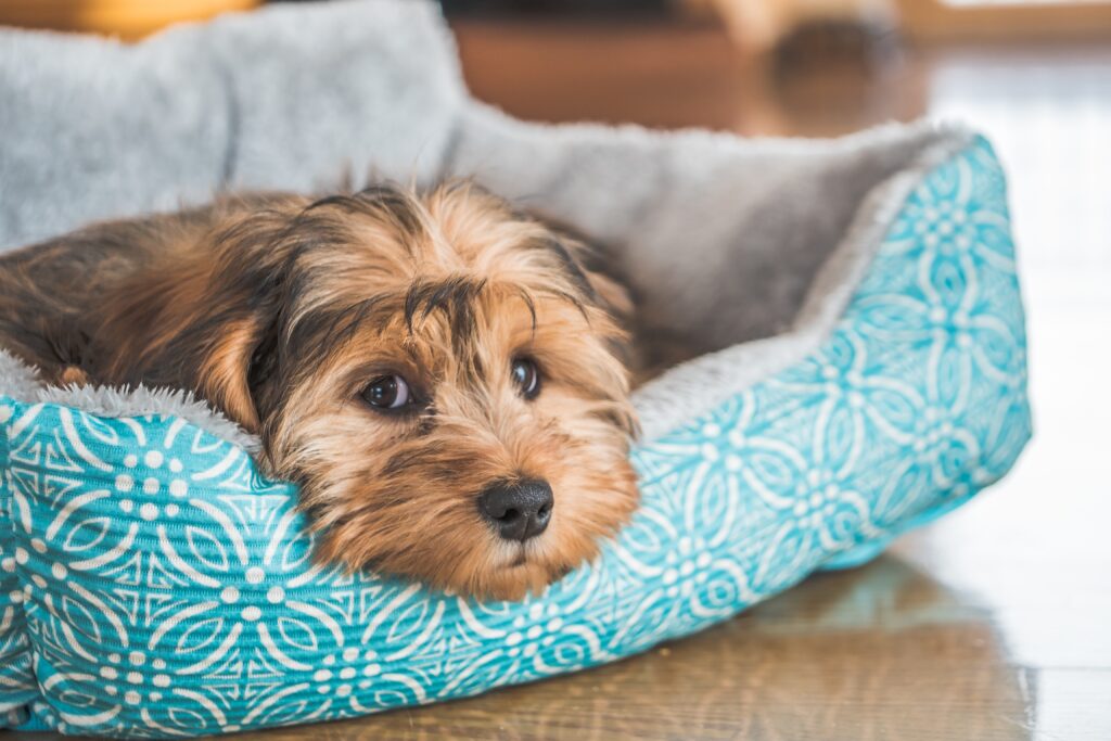 Dog Beds & Furniture